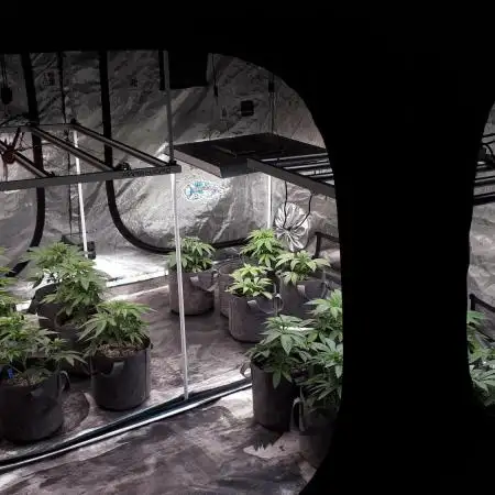 8X8 MANSION (22 PLANT GROW)