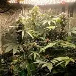 FastBudz Lemon Cherry Cookies in COCO