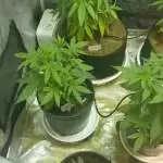 Coco and BluMats 4x8