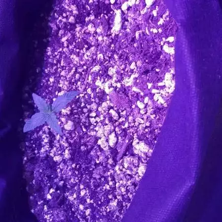 Gold Glue (Mephisto Genetics)
