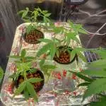 White widow auto