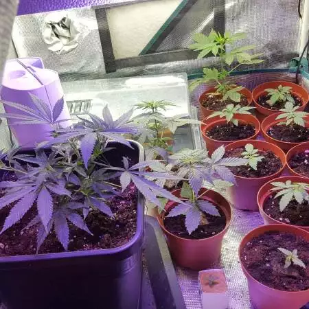 Moon Walker Kush and co.