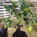 Citrus Tree Under Flourescent Tubes/Sun