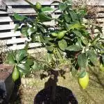 Citrus Tree Under Flourescent Tubes/Sun