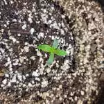 AK-47 X UK Cheese Auto - 34 Street