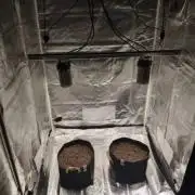 First AUTO grow- BSF GSC - SD