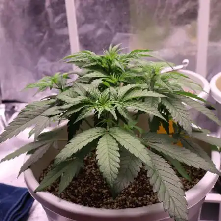 Auto Banana Blaze