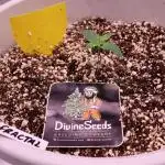 Auto Fractal-Divine Seeds 2025 auto vol2