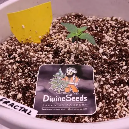 Auto Fractal-Divine Seeds 2025 auto vol2