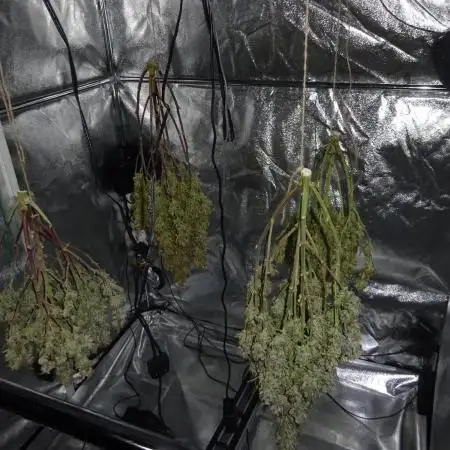 ETERNITY Grow Cup 2025 Runtz Automatic