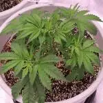 Auto Fractal-Divine Seeds 2025 auto vol2