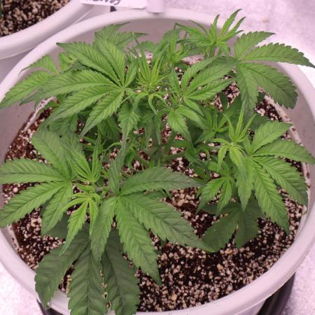 Auto Fractal-Divine Seeds 2025 auto vol2