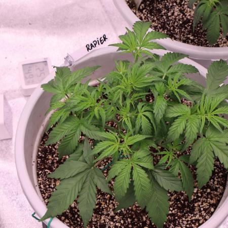 Auto Divine Rapier-Divine 2025Auto vol2