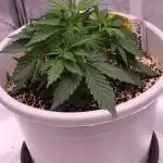 Auto Candy Bubatz XL