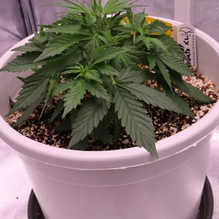 Auto Candy Bubatz XL