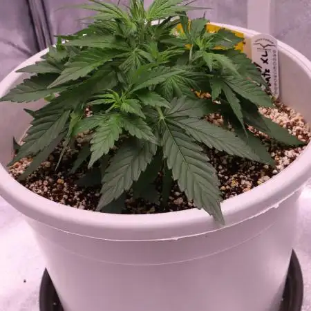 Auto Candy Bubatz XL