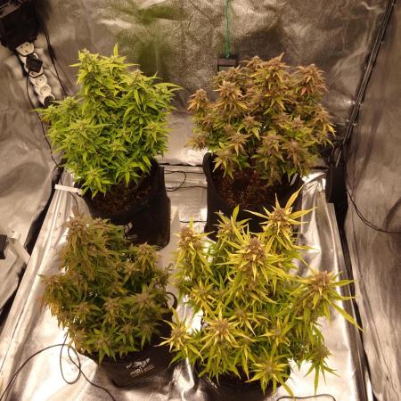 ETERNITY Grow Cup 2025 Runtz Automatic