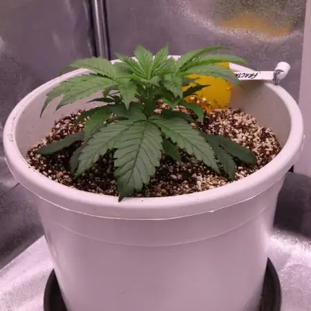 Auto Fractal-Divine Seeds 2025 auto vol2