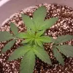 Auto Banana Blaze