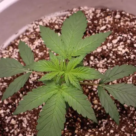 Auto Banana Blaze