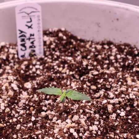 Auto Candy Bubatz XL