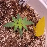 Auto Candy Bubatz XL