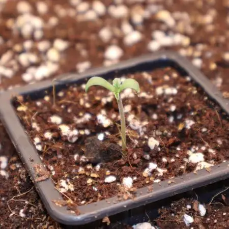Fast Version A - Photo contest Super Sativa and Dutch Passion