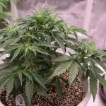 Auto Candy Bubatz XL