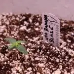 Auto Banana Blaze