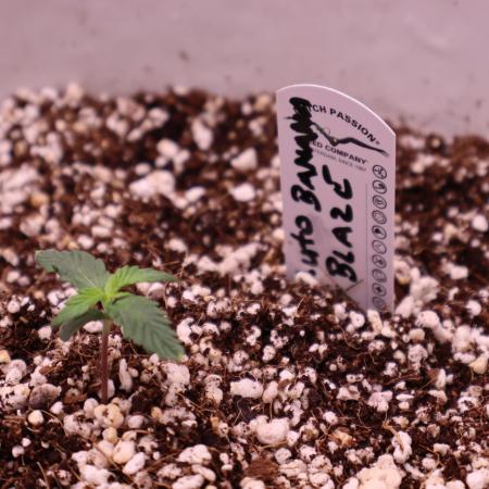 Auto Banana Blaze