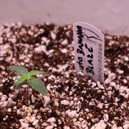Auto Banana Blaze