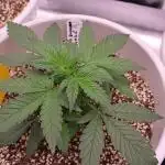Auto Banana Blaze