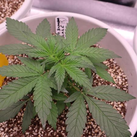 Auto Banana Blaze