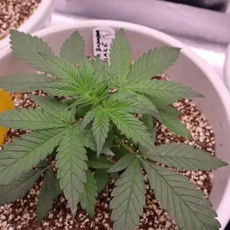 Auto Banana Blaze