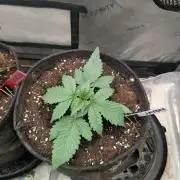 Burgundy_Strawberries🍓🇫🇷