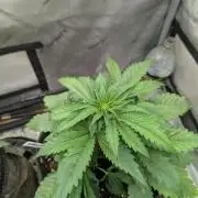 Burgundy_Strawberries🍓🇫🇷