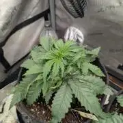 Burgundy_Strawberries🍓🇫🇷