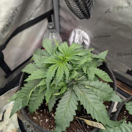 Burgundy_Strawberries🍓🇫🇷