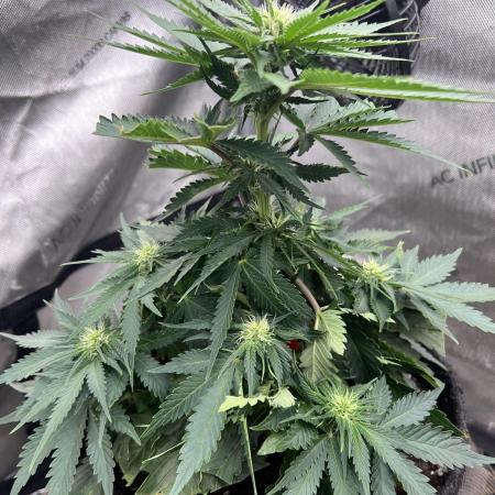 Burgundy_Strawberries🍓🇫🇷