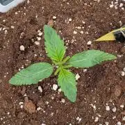 Burgundy_Strawberries🍓🇫🇷