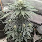 Burgundy_Strawberries🍓🇫🇷