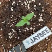 Burgundy_Strawberries🍓🇫🇷