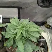 Burgundy_Strawberries🍓🇫🇷