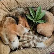 Beagles and Leaves