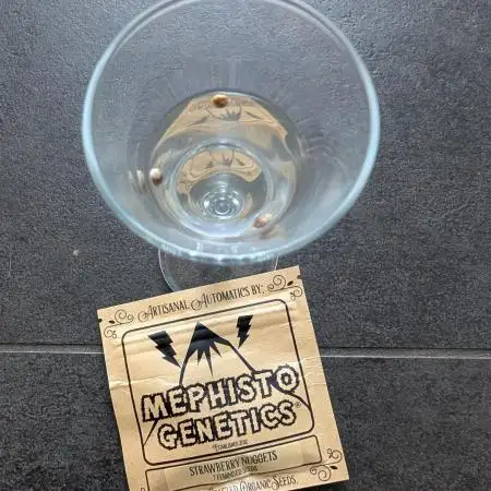 Burgundy Strawberries 🍓🇫🇷