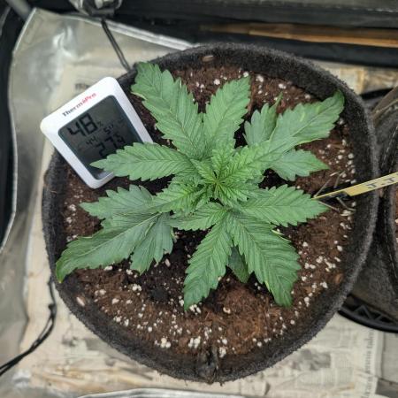 Burgundy_Strawberries🍓🇫🇷