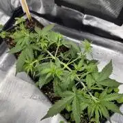 Pineapple Expresses Auto