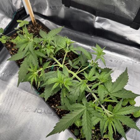 Pineapple Expresses Auto