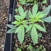 Pineapple Expresses Auto