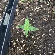 Pineapple Expresses Auto